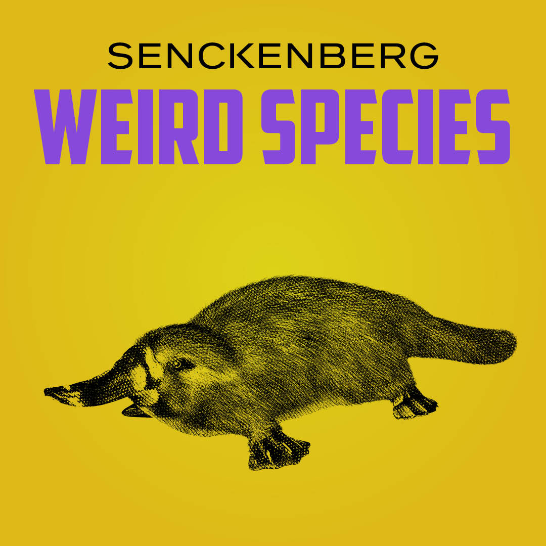 Weird Species Senckenberg